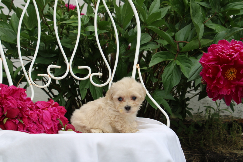 puppy, for, sale, Maltipoo, Matthew B. Stoltzfus, dog, breeder, Gap, PA, dog-breeder, puppy-for-sale, forsale, nearby, find, puppyfind, locator, puppylocator, aca